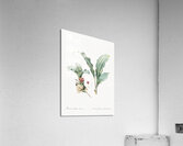 Paintbrush lily illustration Acrylic Print
