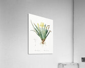 Crimean iris illustration  Acrylic Print