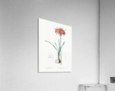 Guernsey lily illustration  Acrylic Print