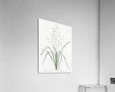 Branched St Bernard & lily illustration  Impression acrylique