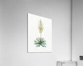 Adam needle illustration  Acrylic Print