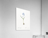 Alpine squill illustration  Acrylic Print