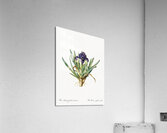 Pygmy iris illustration  Acrylic Print