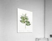 King Solomon seal illustration  Acrylic Print