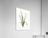 Crimean iris illustration  Acrylic Print