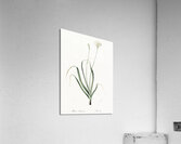 Hairy garlic illustration  Acrylic Print