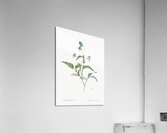 Blue spiderwort illustration  Acrylic Print
