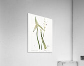 Arrowhead illustration  Acrylic Print