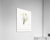 Golden blue-eyed grass illustration  Acrylic Print