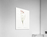 Amaryllis montana illustration  Acrylic Print