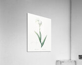 Tall bearded iris illustration  Acrylic Print