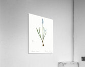 Grape hyacinth illustration  Acrylic Print