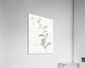 Bridal creeper illustration  Acrylic Print