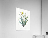 Hungarian iris illustration  Acrylic Print