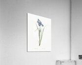 Iris pratensis illustration  Acrylic Print