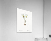 Cloth-of-gold crocus illustration  Acrylic Print