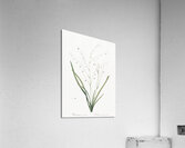 Pale vanilla lily illustration  Acrylic Print