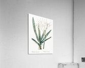 Florida swamp-lily illustration  Acrylic Print