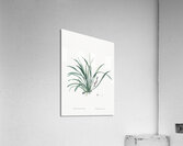 Sansevieria carnea illustration  Acrylic Print