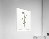 Spring crocus illustration  Acrylic Print