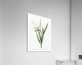 White baboon-root illustration  Acrylic Print