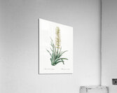 Snake plant illustration  Acrylic Print