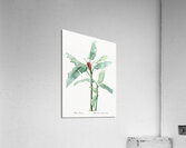Scarlet banana illustration  Acrylic Print