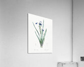Tall bearded iris illustration  Acrylic Print