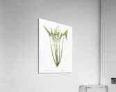 Arrowhead illustration  Acrylic Print