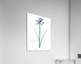 Spanish iris illustration  Acrylic Print
