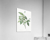 Tradescantia erecta illustration  Acrylic Print