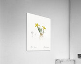 Sand iris illustration  Acrylic Print