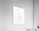 Hesperantha illustration  Acrylic Print