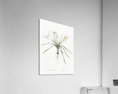 Common goldstar illustration  Acrylic Print