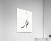 Victory onion illustration  Acrylic Print