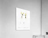 Cape tulip illustration  Acrylic Print