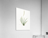 Tofieldia palustris illustration  Acrylic Print