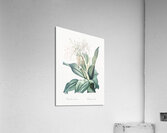 Poison bulb illustration  Acrylic Print