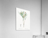 Witsenia maura illustration  Acrylic Print