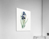 German iris illustration  Acrylic Print