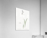 Corn lily illustration  Acrylic Print