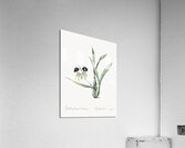 Clamshell orchid illustration  Acrylic Print