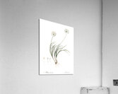Allium denudatum illustration  Acrylic Print