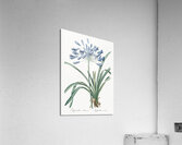 African lily illustration  Acrylic Print