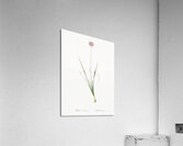 Mouse garlic illustration  Acrylic Print