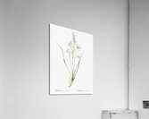 Paradise lily illustration  Acrylic Print
