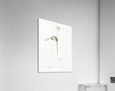 Paradise lily illustration  Acrylic Print