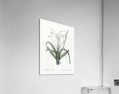 Malgas lily illustration  Acrylic Print