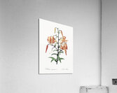 Tiger lily illustration  Acrylic Print