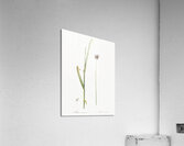 Sand leek illustration  Acrylic Print